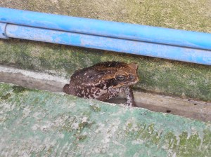 A big toad in the laundry area of Hunter's location.